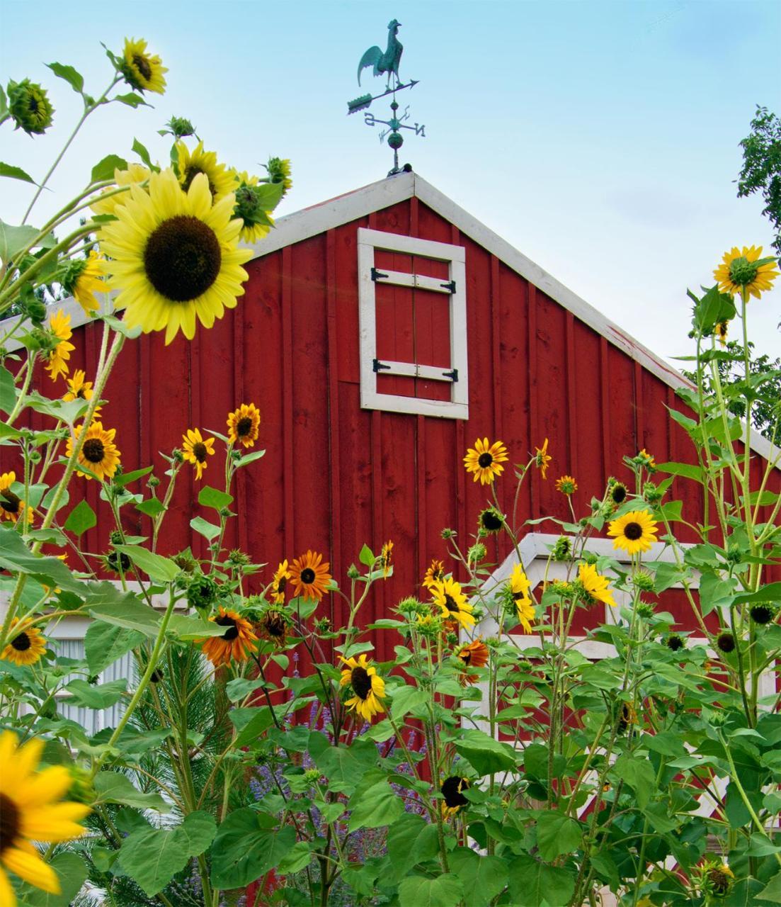 Sunflower Hill Inn Moab Esterno foto